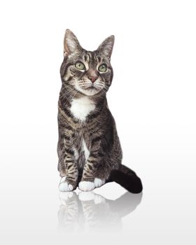 Beautiful female adult tabby cat posing on glossy white background, lovely adorable pet, studio portrait ad