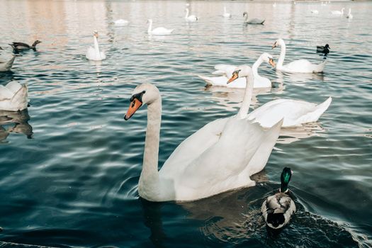 Beautiful swans and ducks in Prague on Vltava river. High quality photo