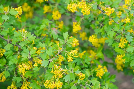 blooming branches of black currant in the garden close-up. photo