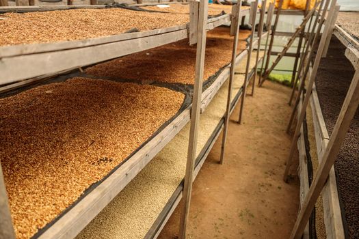 Top view of many drying racks with coffee beans at farm in Africa, Rwanda region
