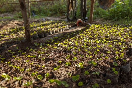 Coffee plant seeds in nurseries in coffee farm in Africa