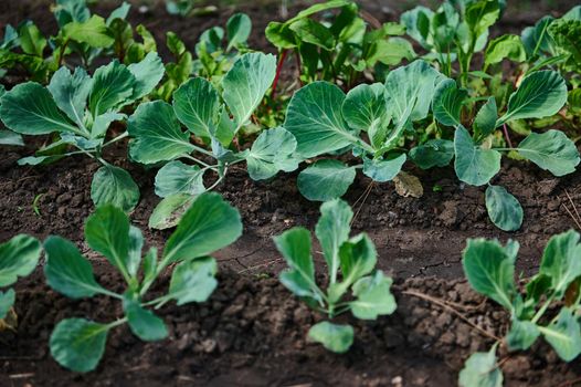 Close-up of the green leaves of a young cabbage growing in an open field on eco farm. Agricultural business. Horticulture. Agriculture. Eco farming. Gardening. Copy space