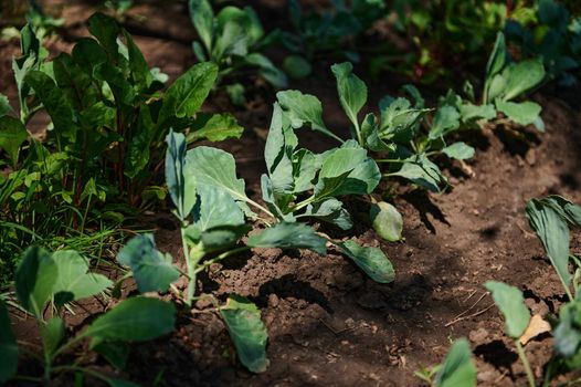 Row of young cabbage growing in the organic open ground in the vegetable garden. Fresh Organic cabbage cultivation. Home gardening in summer. Eco farming. Agricultural business. Gardening