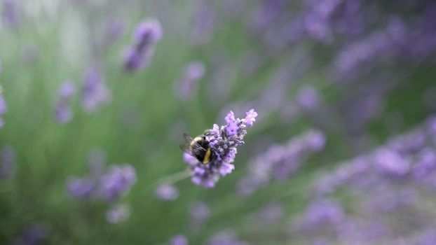 Flying bumble-bee gathering pollen from lavender blossoms. Close up Slow Motion. Beautiful Blooming Lavender Flowers swaying in wind. Provence, South France, Europe. Calm Cinematic Nature Background.