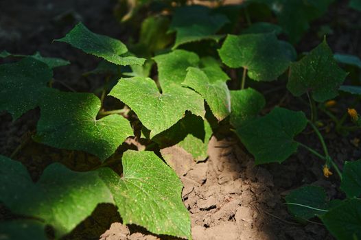 Sunlight falls on the bushes of a growing cucumber plant, in the open ground of an eco farm. High angle view. Agriculture. Agricultural hobby and business. Copy space