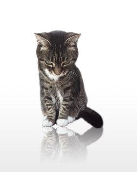 Beautiful female adult tabby cat posing on glossy white background, lovely adorable pet, studio portrait ad