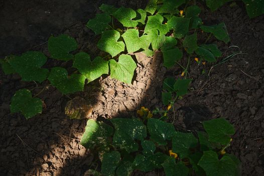 Top view of the bushes of growing cucumber plant, in the open ground of an eco farm, illuminated by a daylight. Part of the ground is illuminated by a daylight. Copy space for advertising text