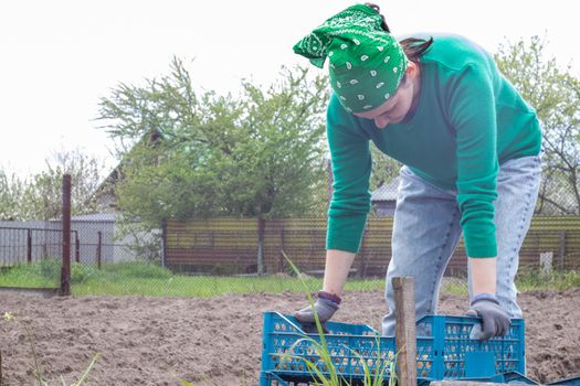 Caucasian female farmer or gardener with potatoes. Early spring preparation for the garden season. Seed potatoes. Seasonal work. Agriculture - food production, harvesting concept