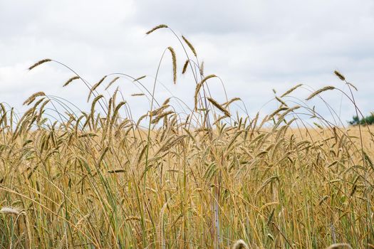 Ripening ears of wheat in a field against a rainy sky. Harvest, food security. Selective focus.