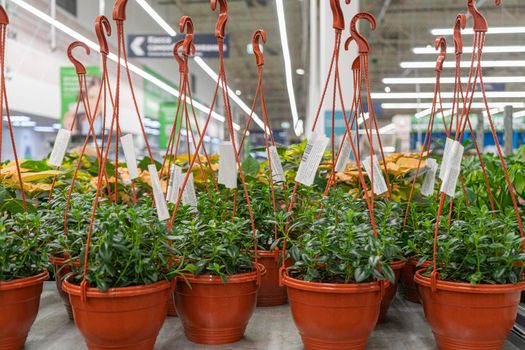 potted flowers on the shelves of flower shops. High quality photo