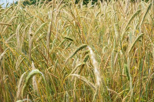 Ripening ears of wheat in a field against a rainy sky. Harvest, food security. Selective focus.