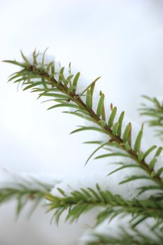 Snow on a pine branch, detail of a christmas tree