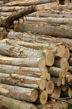 Big piles of chopped fuel wood in a forest