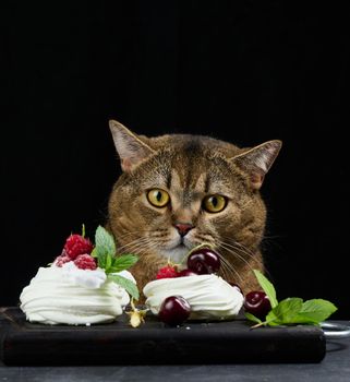 A funny gray cat sits at a black table with a Pavlova dessert.