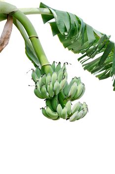 Group of green unripe bananas that are gathered on the same branch isolated on white background.