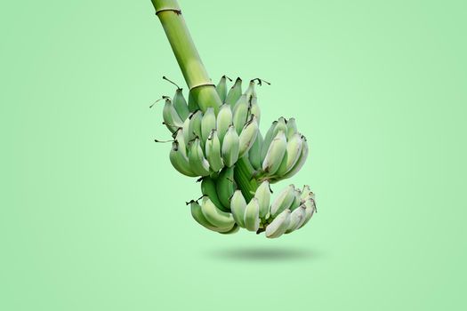 Group of green unripe bananas that are gathered on the same branch isolated on green background.
