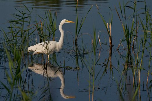 Great White Egret (Ardea alba) hunting amongst the reed along the edge of a lake at Ham Wall in Somerset, United Kingdom.