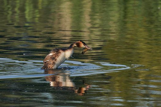 Great Crested Grebe (Podiceps cristatus) grappling with a recently caught fish on a lake at Ham Wall in Somerset, United Kingdom.