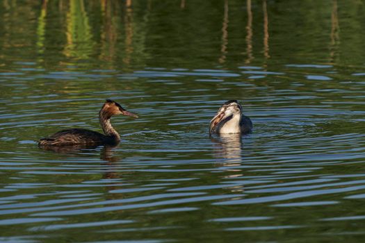 Great Crested Grebe (Podiceps cristatus) feedings its juvenile chick with a recently caught fish at Ham Wall in Somerset, United Kingdom.