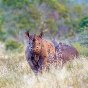 Specie Diceros bicornis family of Rhinocerotidae