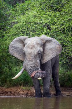 Specie Loxodonta africana family of Elephantidae