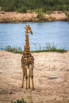 Specie Giraffa camelopardalis family of Giraffidae