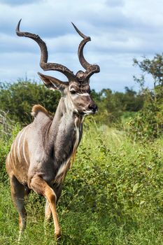 Specie Tragelaphus strepsiceros family of Bovidae