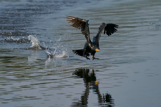 Cormorant (Phalacrocorax carbo) taking off from a lake at Ham Wall in Somerset, United Kingdom.