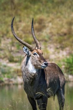 Specie Kobus ellipsiprymnus family of Bovidae