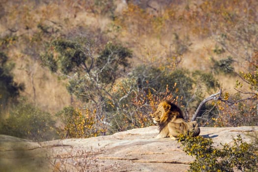African lion in Kruger National park, South Africa ; Specie Panthera leo family of Felidae