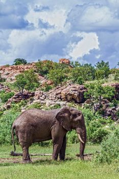 Specie Loxodonta africana family of Elephantidae