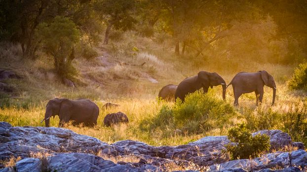 Specie Loxodonta africana family of Elephantidae