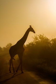 Specie Giraffa camelopardalis family of Giraffidae