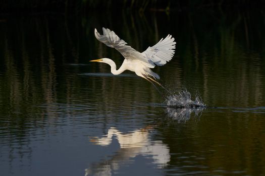 Great White Egret (Ardea alba) flying across a lake at Ham Wall in Somerset, United Kingdom.