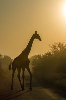 Specie Giraffa camelopardalis family of Giraffidae