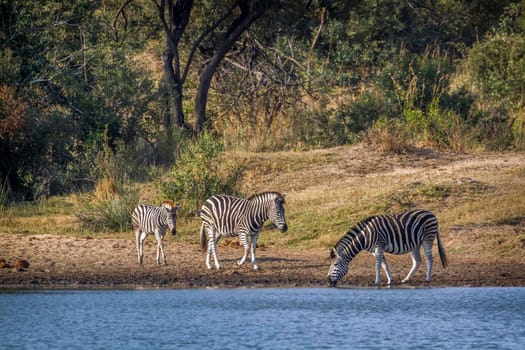 Specie Equus quagga burchellii family of Equidae