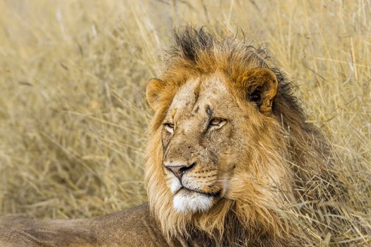 Specie Panthera leo family of Felidae