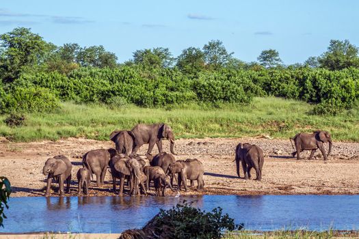 Specie Loxodonta africana family of Elephantidae