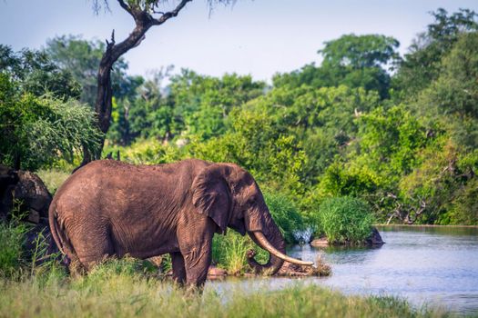 Specie Loxodonta africana family of Elephantidae
