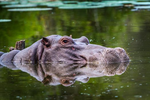 Specie Hippopotamus amphibius family of Hippopotamidae