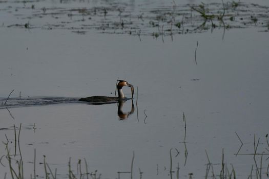 Great Crested Grebe (Podiceps cristatus) with a recently caught fish in its beak swimming on a lake at Ham Wall in Somerset, United Kingdom.