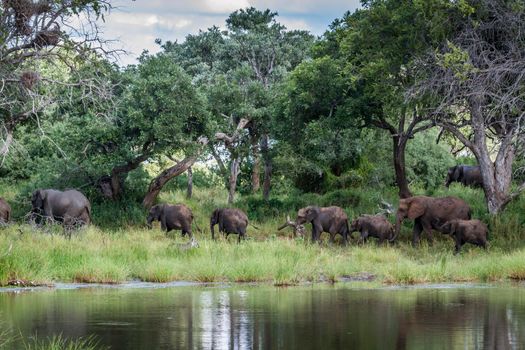 Specie Loxodonta africana family of Elephantidae
