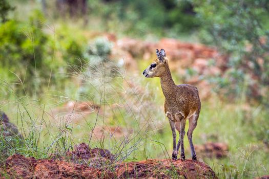 Specie Oreotragus oreotragus family of  Bovidae