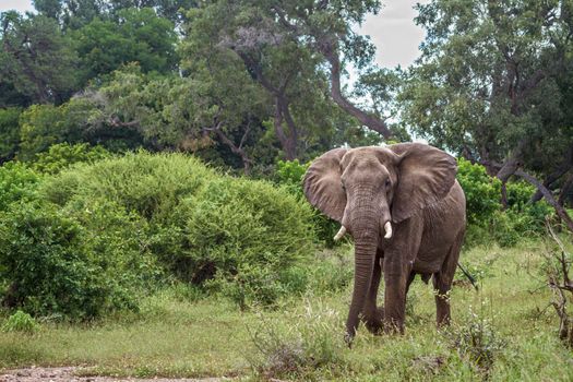 Specie Loxodonta africana family of Elephantidae