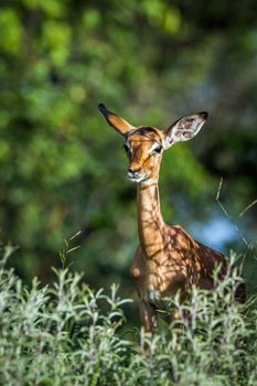 Specie Aepyceros melampus family of Bovidae