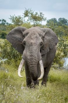 Specie Loxodonta africana family of Elephantidae