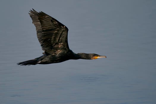 Cormorant (Phalacrocorax carbo) flying low over a lake at Ham Wall in Somerset, United Kingdom.