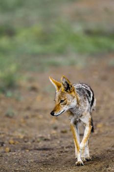 Specie Canis mesomelas family of Canidae