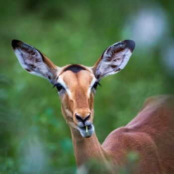 Specie Aepyceros melampus family of bovidae