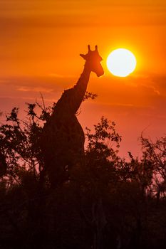 Specie Giraffa camelopardalis family of Giraffidae